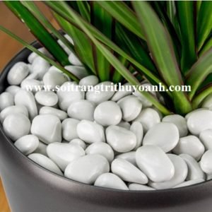 Đẹp hơn cho chậu cây khi trang trí bằng sỏi trắng bóng