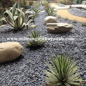 Đẹp hơn với không gian tiểu cảnh trang trí bằng sỏi đen tự nhiên