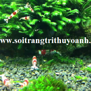 Sỏi đen tự nhiên trang trí dưới đáy bể cá thêm phần ấn tượng