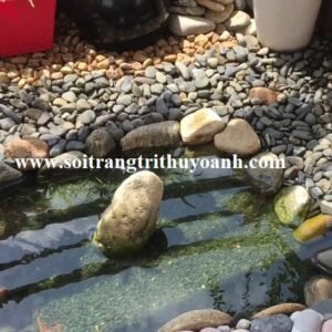 Sỏi đen tự nhiên trang trí không gian sống cho bể cá cảnh