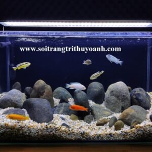 Đàn cá bơi tung tăng trên lớp đá sỏi đen tự nhiên