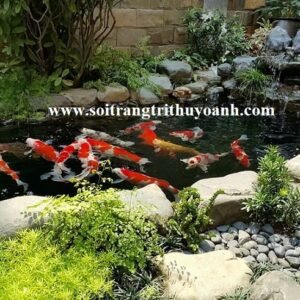 Đá sỏi đen tự nhiên trang trí xung quanh hồ cá koi