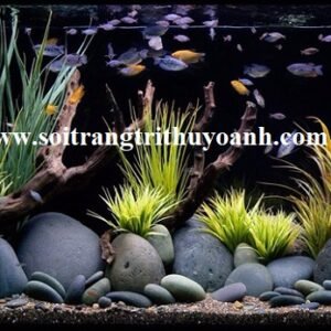 Lung linh cho bể cá khi trang trí bằng sỏi đen tự nhiên