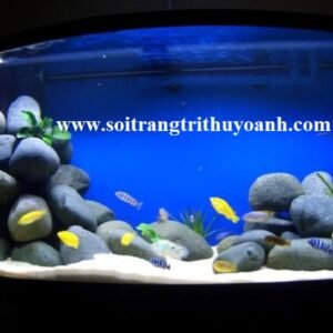 Tô điểm cho bể cá cảnh bằng sỏi đen tự nhiên