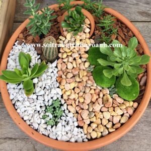 Tô điểm cho chậu cây cảnh bằng sỏi trang trí