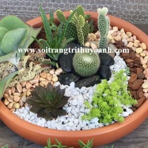 Sỏi trang trí chậu cây tăng thẩm mỹ cho không gian ngôi nhà