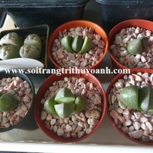 Không gian tiểu cảnh thêm đẹp khi dùng sỏi hồng tự nhiên trang trí chậu cây