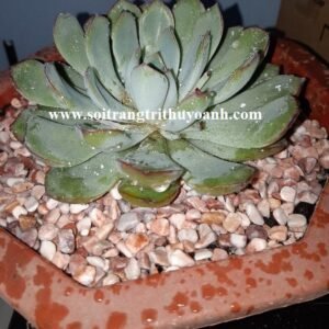 Sỏi hồng tự nhiên trang trí chậu cây cảnh trong không gian nội thất