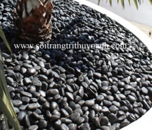 Bồn cây cảnh thêm đẹp hơn khi trang trí bằng sỏi đen bóng